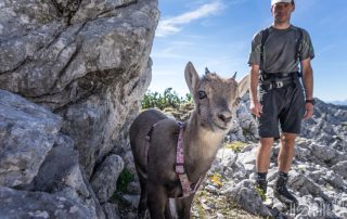 Steinbock Baby Wanderung Zwölferkogel Almsee